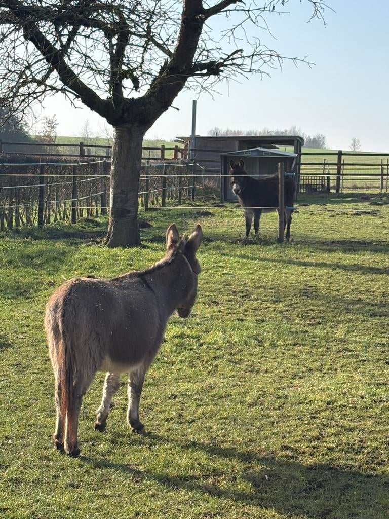2 merrie ezels, Dieren en Toebehoren, Merrie