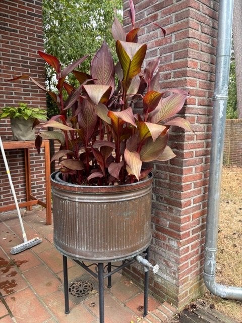 plant met oude koperen wasmachine, Ophalen