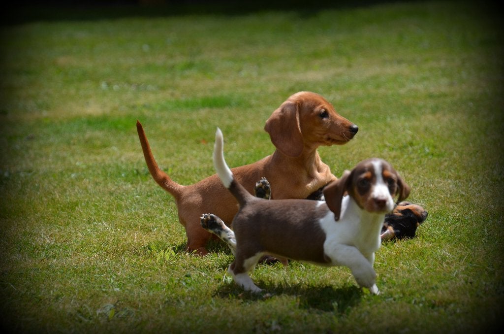 Teckel pups korthaar, Dieren en Toebehoren, Honden | Teckels en Dashonden, Meerdere dieren, Korthaar, Dwerg, Fokker | Professioneel