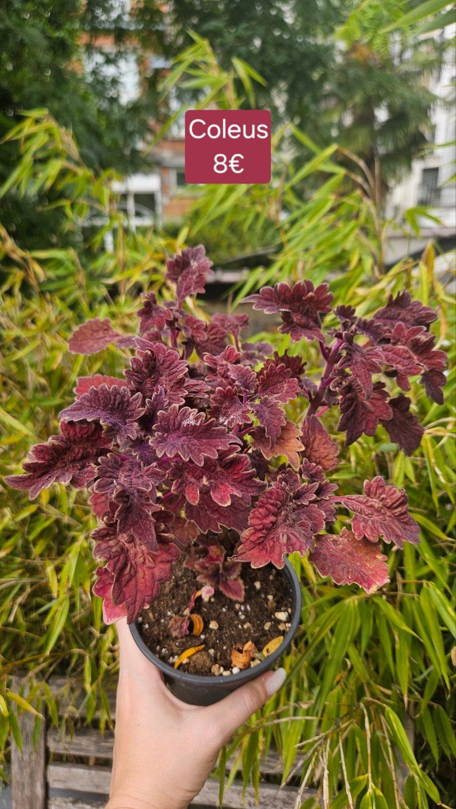 Coleus, Enlèvement ou Envoi