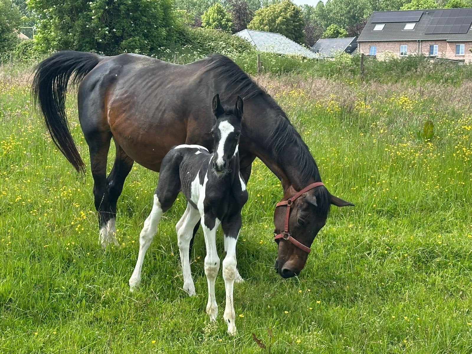 Bont hengstenveulen van Rex ter Linden, Animaux & Accessoires, Chevaux, Étalon, 0 à 2 ans