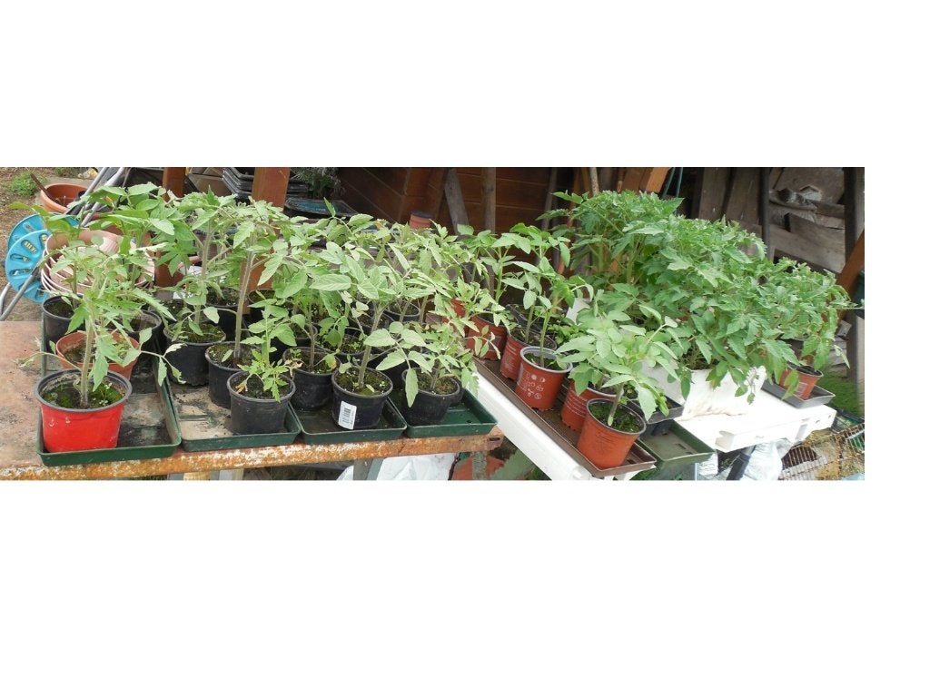 Plant de tomates, Enlèvement