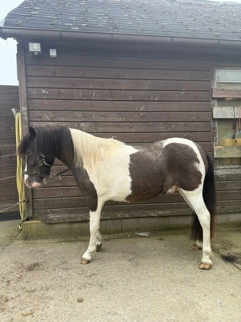 A-pony te koop, Dieren en Toebehoren, Paarden, Gechipt, Minder dan 160 cm, Ruin, 3 tot 6 jaar