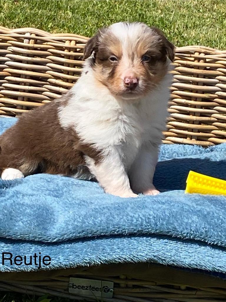 Chiots border collie, Belgique, Colley, Plusieurs, Hépatite contagieuse (maladie de Rubarth)