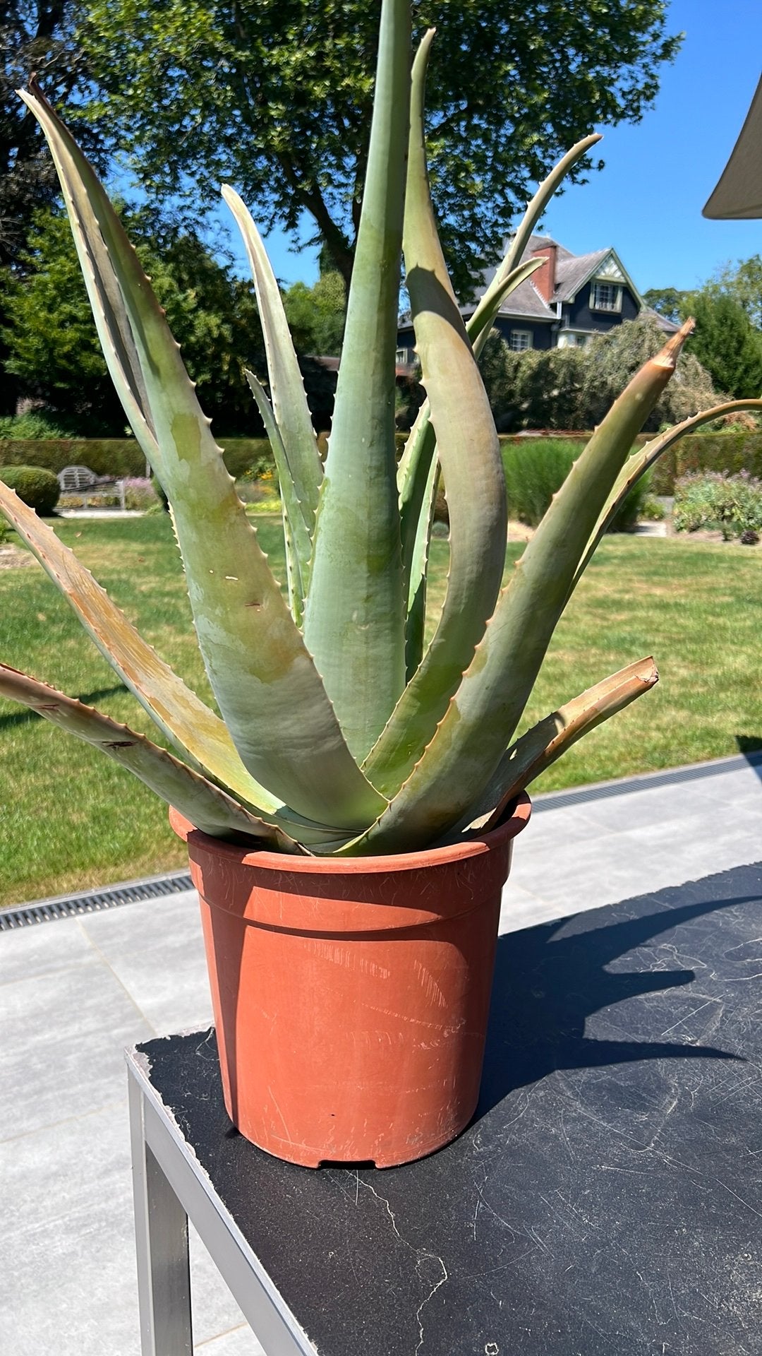 Aloe vera reuzeplant, Enlèvement