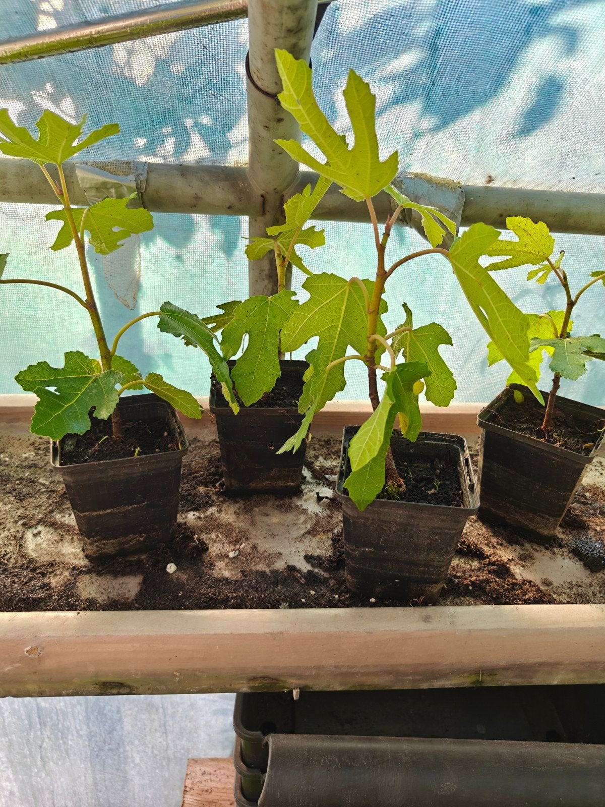 12 goed gewortelde little miss figgy planten, Enlèvement, Figuier