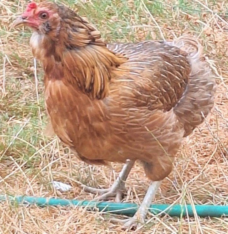 araucana bolstaart 2 leghenne, Femelle, Poule ou poulet