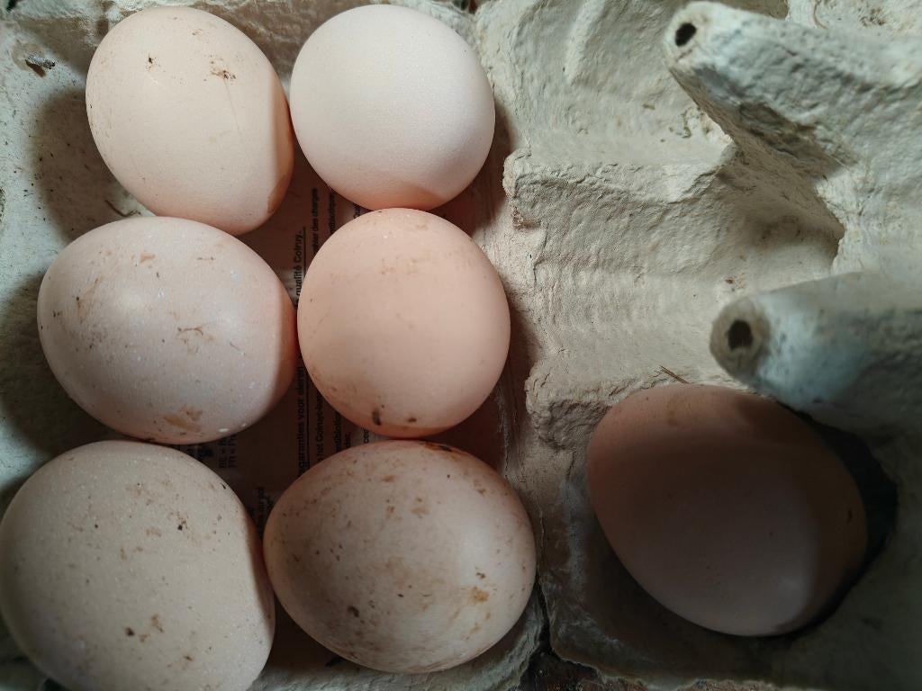 Broedeieren faverolle groot, Sexe inconnu, Poule ou poulet