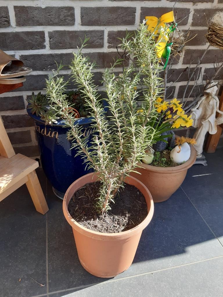 Rozemarijn plant., Tuin en Terras, Ophalen