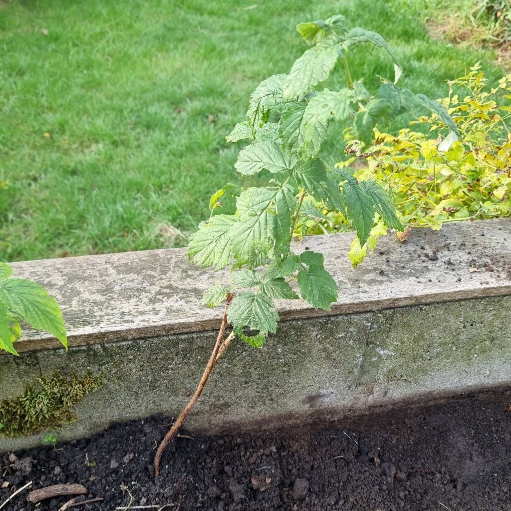 Frambozen 4 laatste planten, GRATIS ophalen, Jardin & Terrasse, Enlèvement, Plante fixe, Plantes fruitières