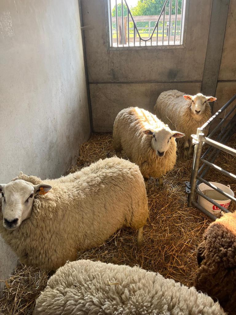 Des Mouton  pour la fete +32 470 27 85 13, Mouton