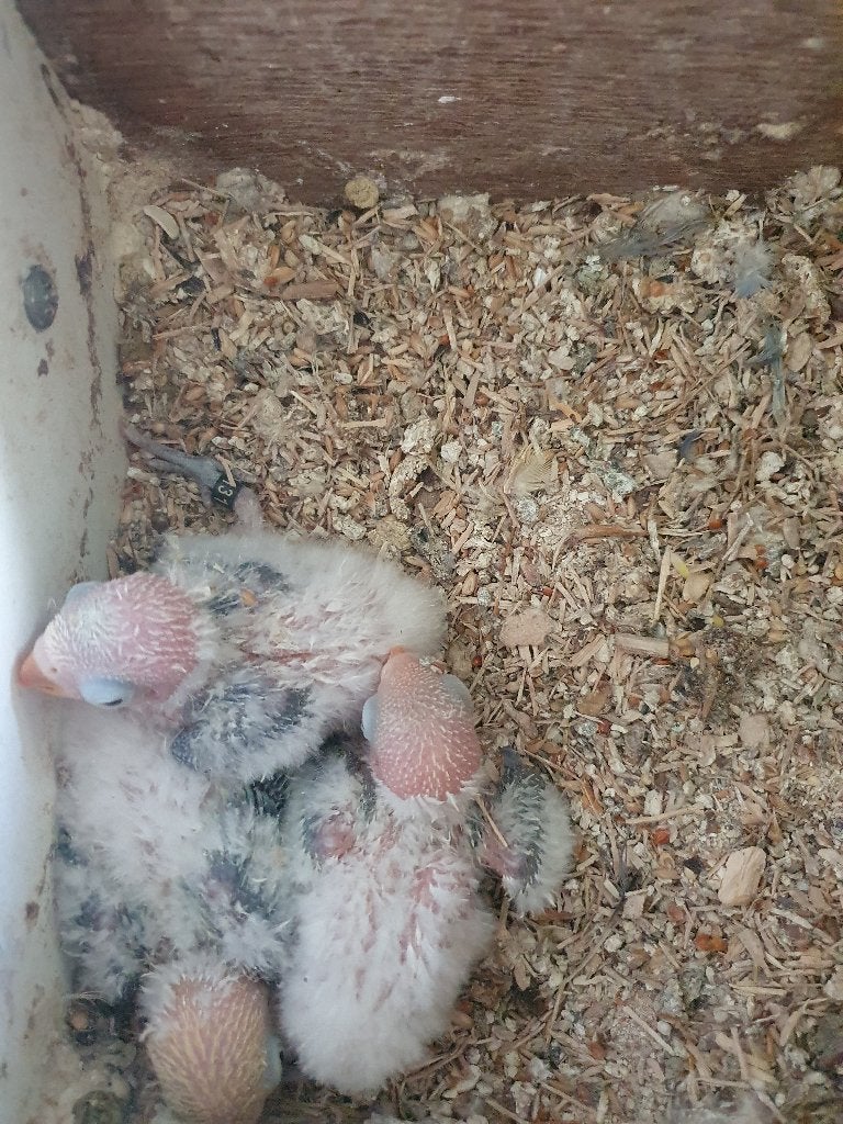 Dwergpapegaai, Plusieurs animaux, Perroquet nain ou Inséparable, Bagué