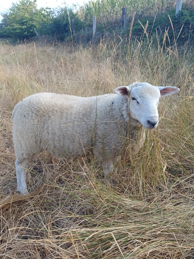 Jonge rammen, Dieren en Toebehoren, Schapen, Geiten en Varkens