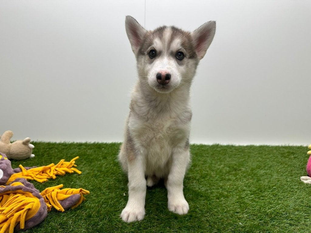 Chiots Husky de Sibérie, Hépatite contagieuse (maladie de Rubarth), Plusieurs, Chien de traîneau, Belgique