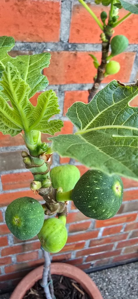 Figuier 'BROWN TURKEY' Ficus Carica 1v12, Jardin & Terrasse, Plantes | Arbres fruitiers, Figuier, En pot, Plein soleil, Enlèvement