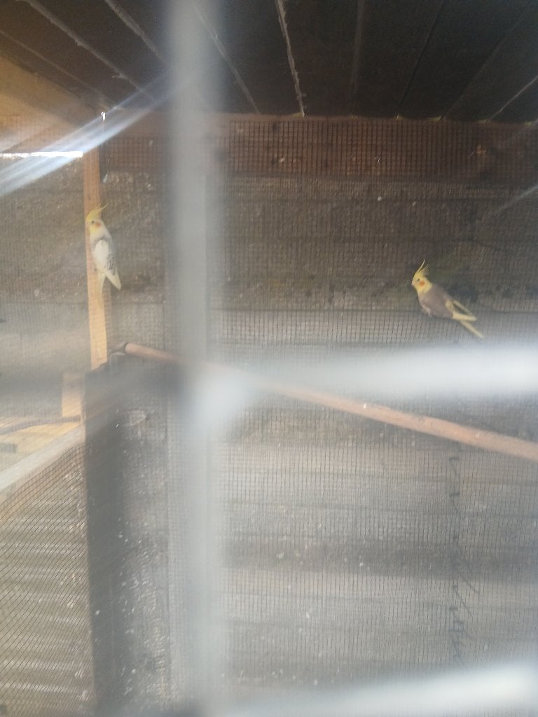 Vogels, Perruche