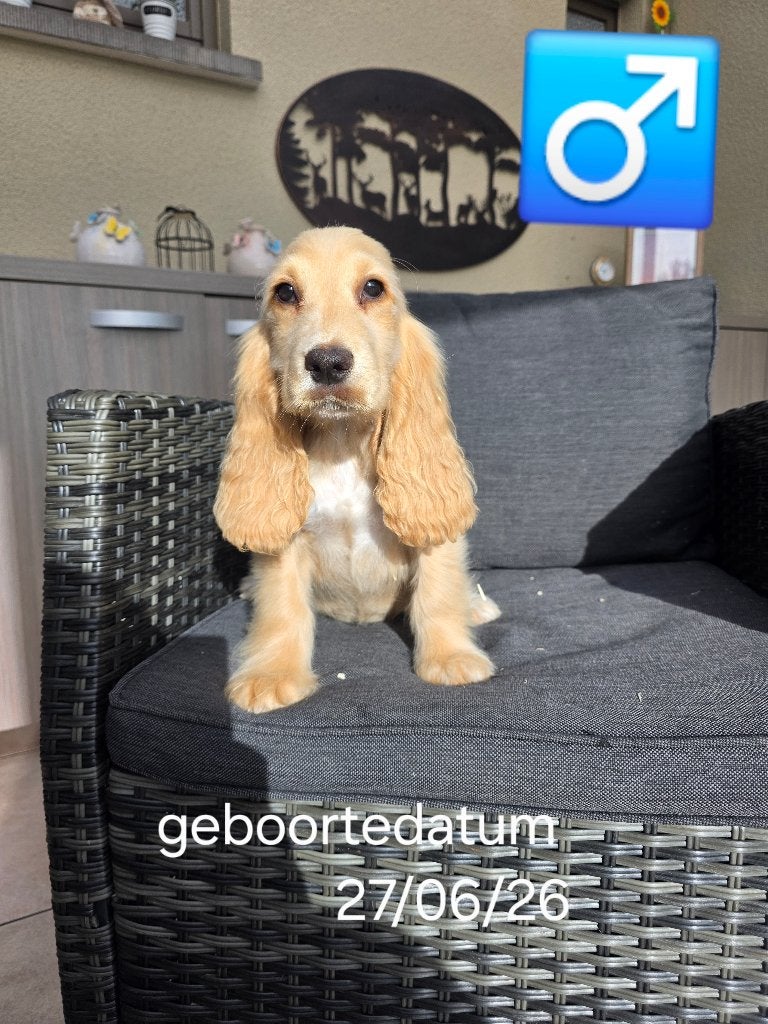 mooie engelse cocker pups, Dieren en Toebehoren, België, 8 tot 15 weken, CDV (hondenziekte), Meerdere