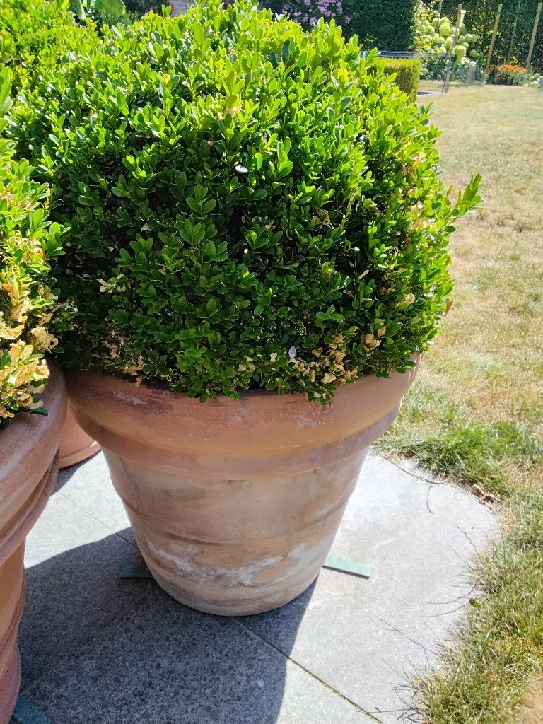 Terracotta bloempot, Tuin en Terras, Bloempotten, Ophalen, Gebruikt, 40 cm of meer, Rond