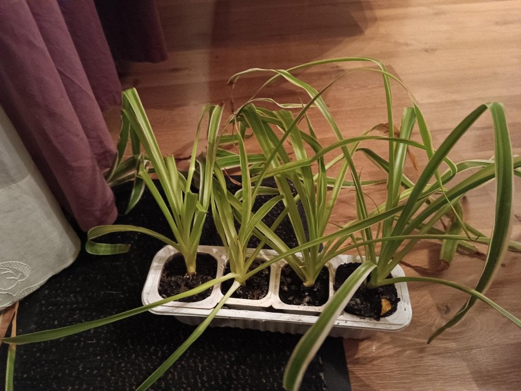 Plante Chlorophytum comosum (plante araignée), Enlèvement, Autres espèces