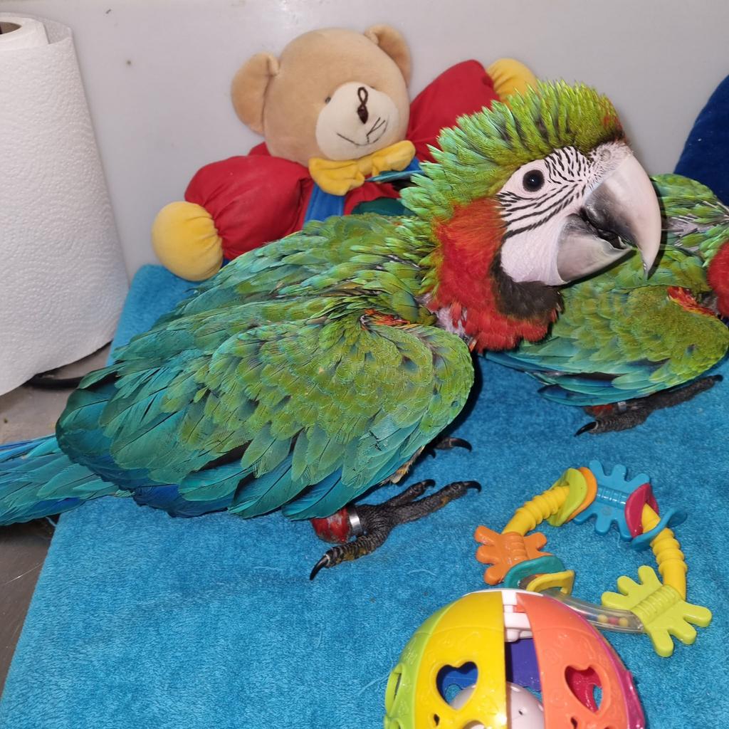 Jeune ara arlequin super apprivoisé, Animaux & Accessoires, Perroquet, Parleur