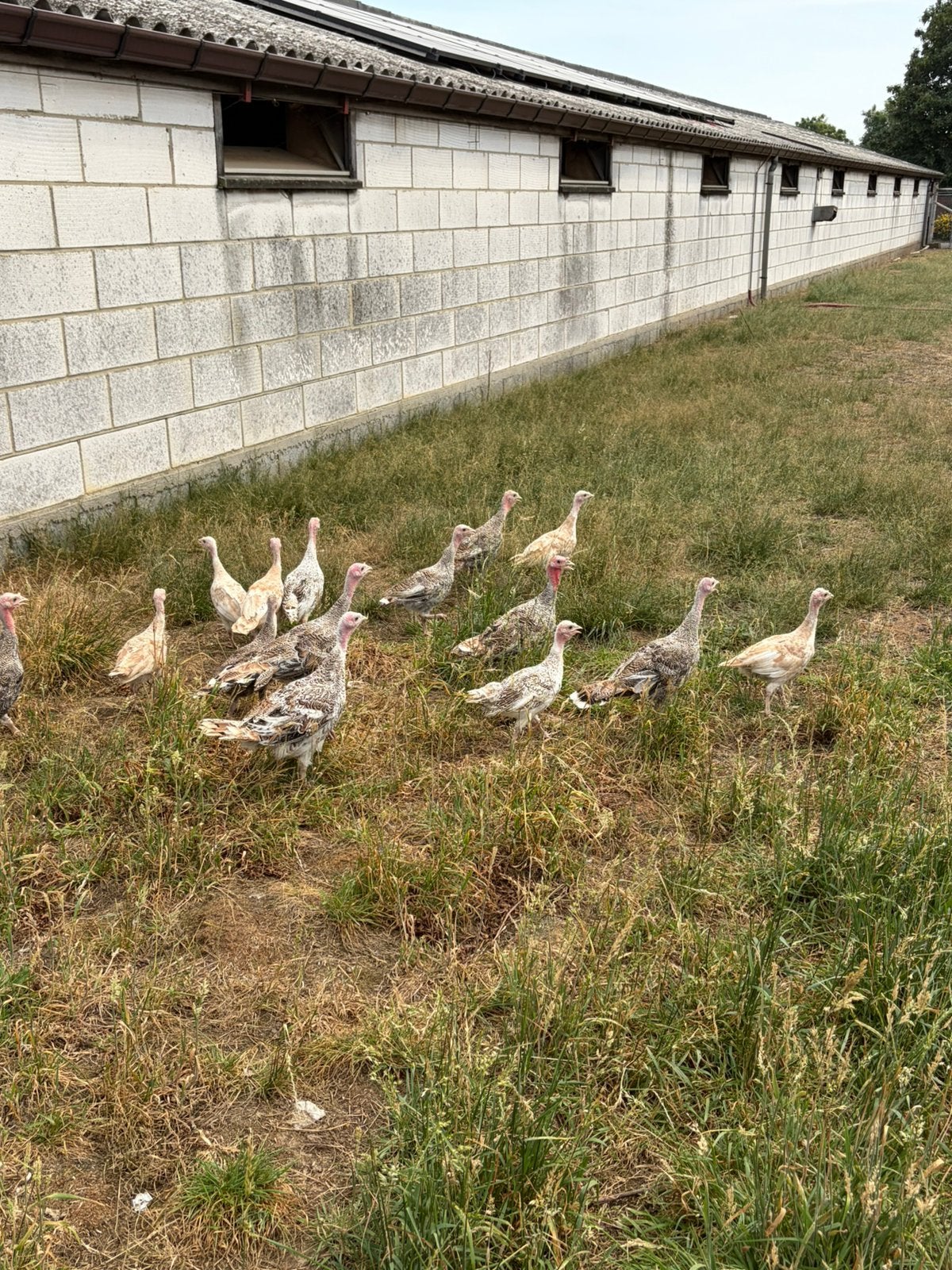 Kalkoenen, Dieren en Toebehoren, Meerdere dieren, Kalkoen