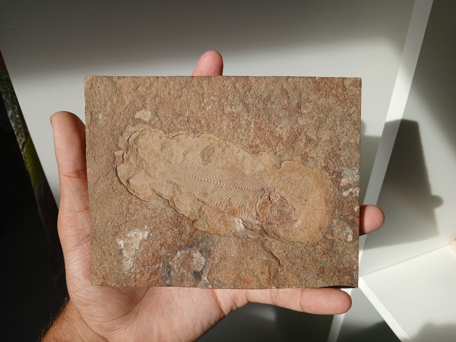 fossile, Collections, Enlèvement ou Envoi, Fossile