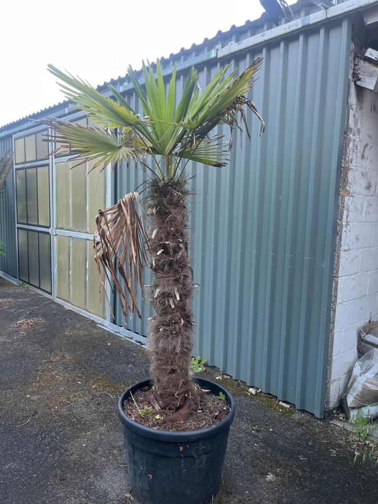 Prachtige palmboom, Tuin en Terras, Ophalen, Palmboom