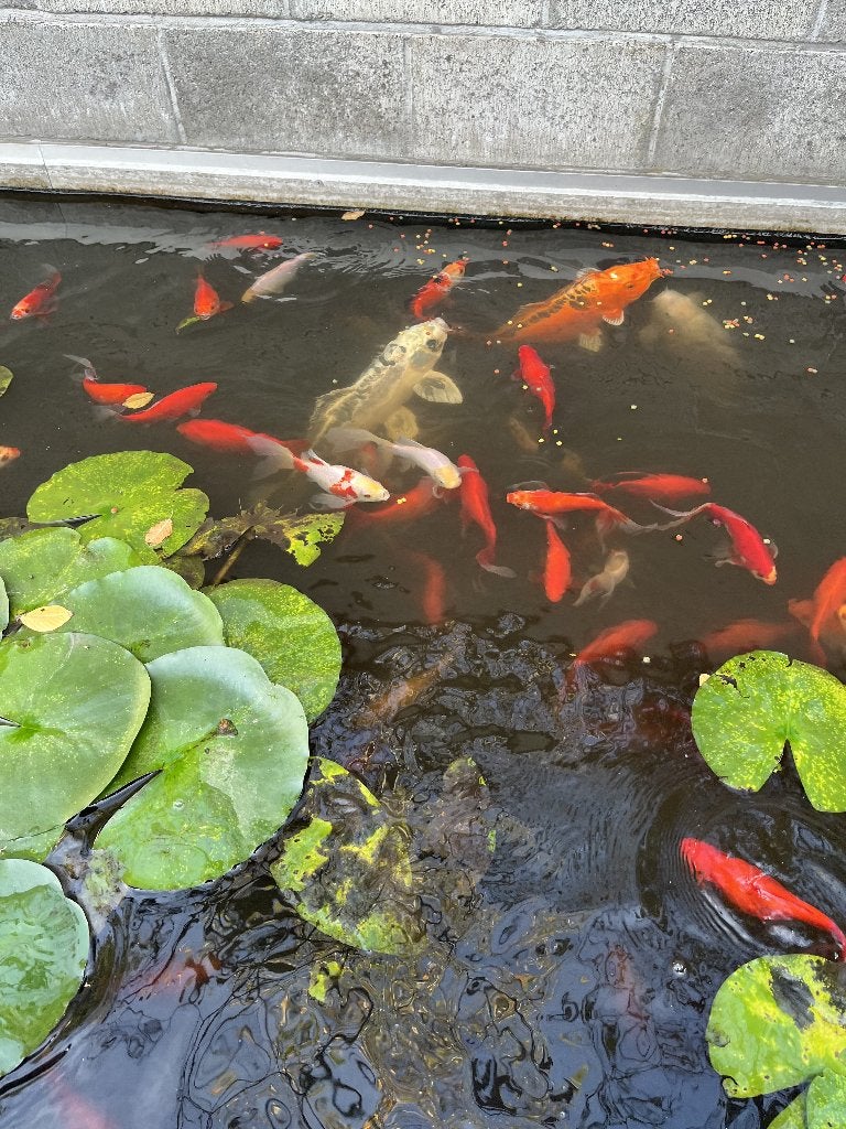 vijvervissen, Dieren en Toebehoren, Karper of Koi