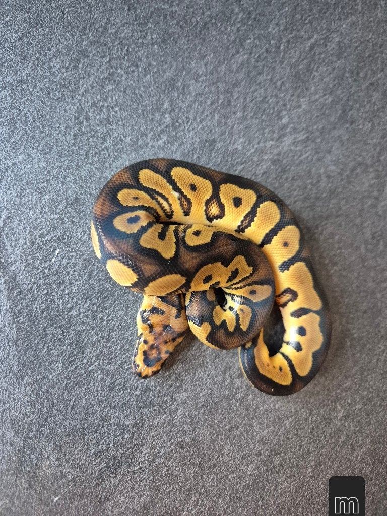 Python regius nc2026 Ball Python photo 6