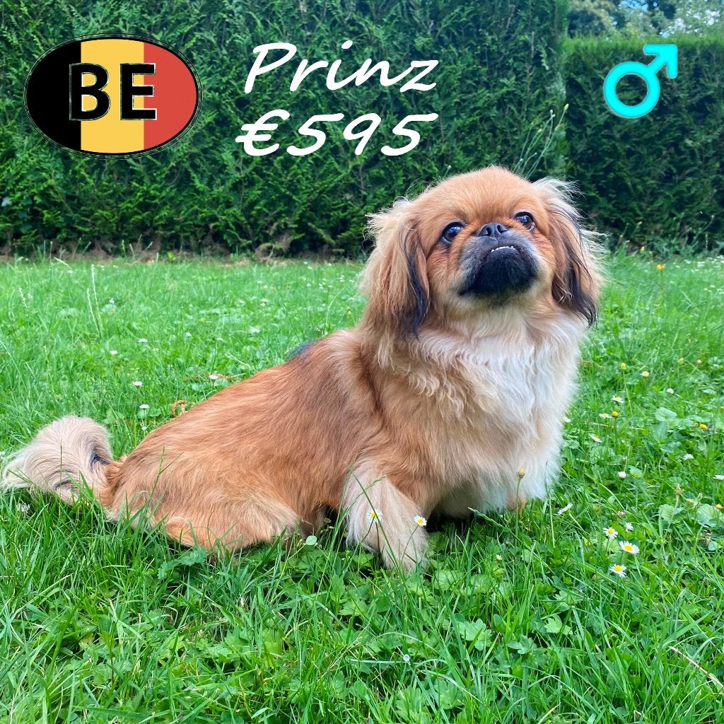 Pekinois Prinz - Un compagnon plein de douceur, 15 semaines à 1 an, Commerçant, Chien (mâle), Pékinois ou Épagneul nain