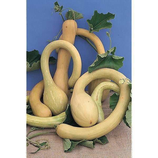 potiron/courgette Trombetta d'Albenga, Jardin & Terrasse, Plantes | Jardin, Annuelle, Été, Enlèvement, Plantes potagères