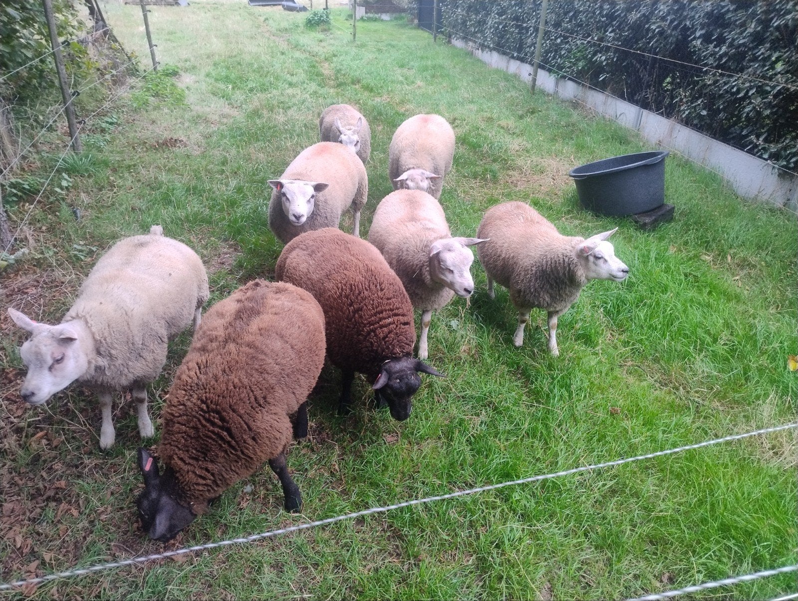 Texel schapen Texelaar rammen