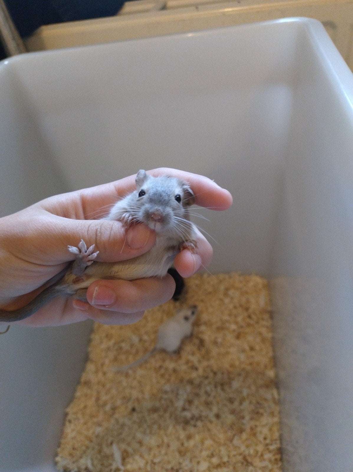 lief gerbil vrouwtje, Animaux & Accessoires, Juillet, Femelle, Domestique