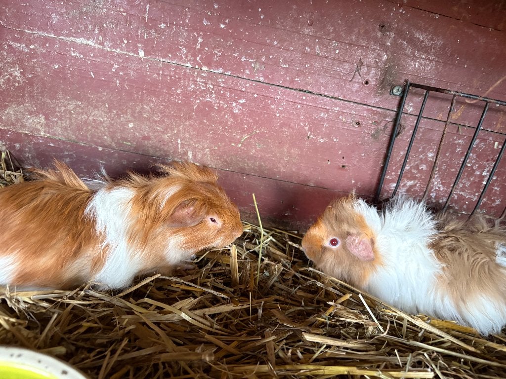 Langharige cavia’s, Dieren en Toebehoren, Augustus, Cavia