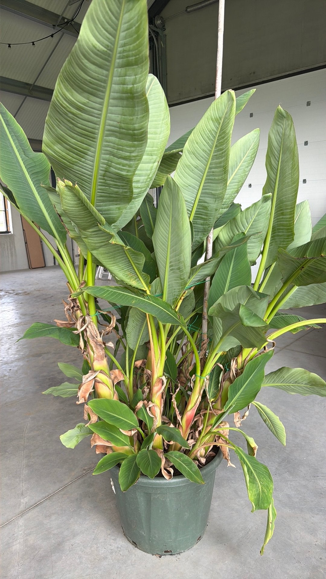 Chinese lotusbanaan, Tuin en Terras, Ophalen
