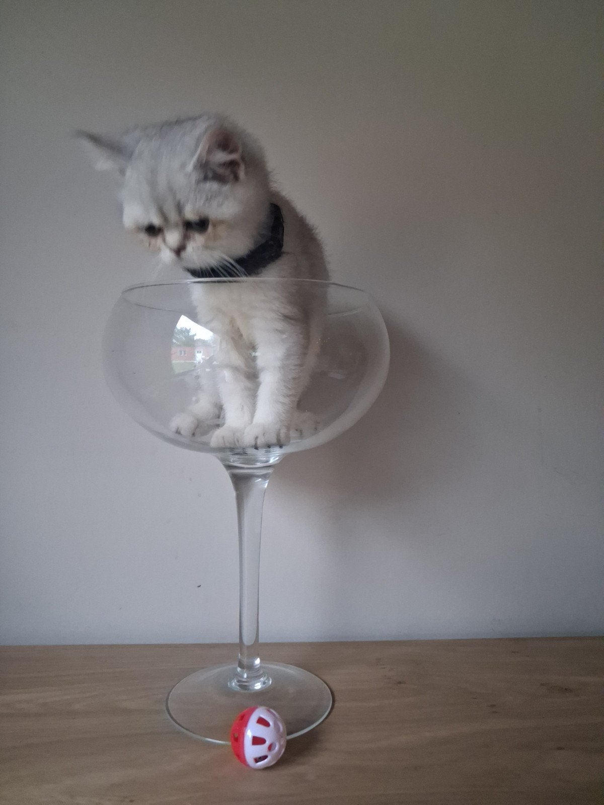 britse korthaar, Kater, Gechipt, 0 tot 2 jaar