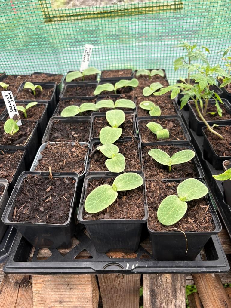 Sterke pompoenplanten – 7 soorten, Ophalen