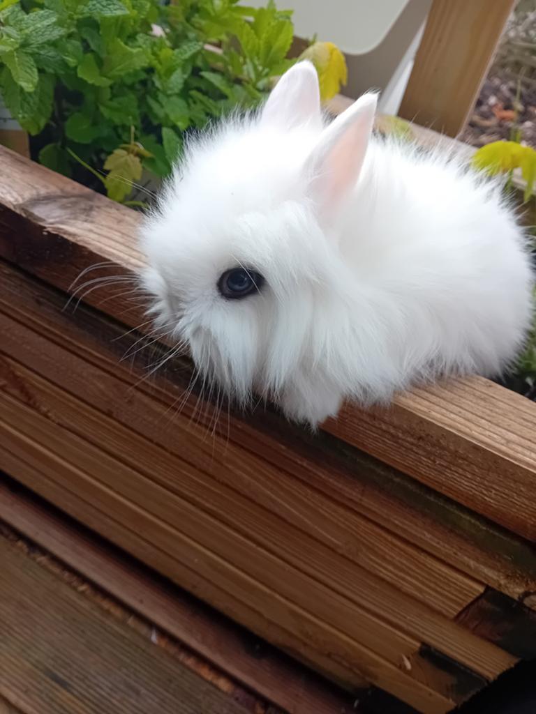 Prachtige mannelijke leeuwenkop en teddy dwergkonijntjes, Dieren en Toebehoren, Konijnen
