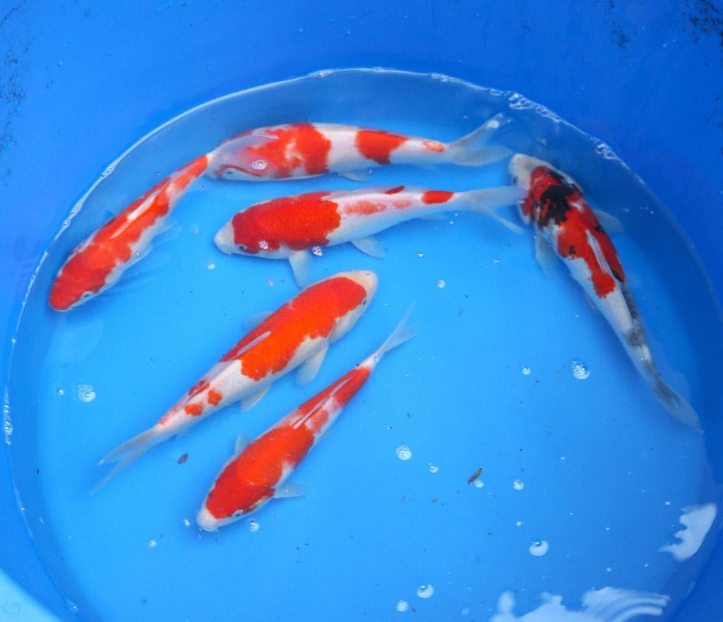gosanke koi, Animaux & Accessoires, Carpe ou Koï