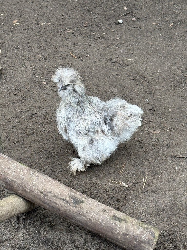 Kippen, Dieren en Toebehoren, Vrouwelijk