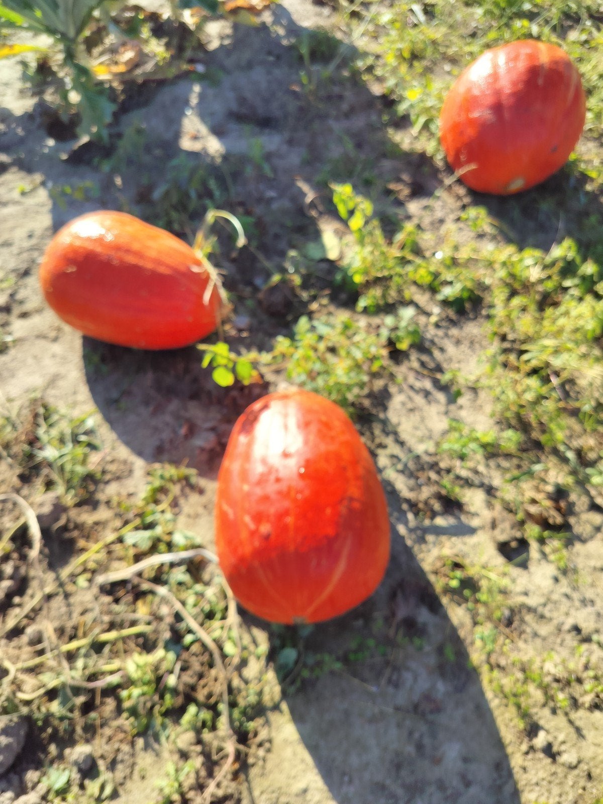 pompoenen, Ophalen