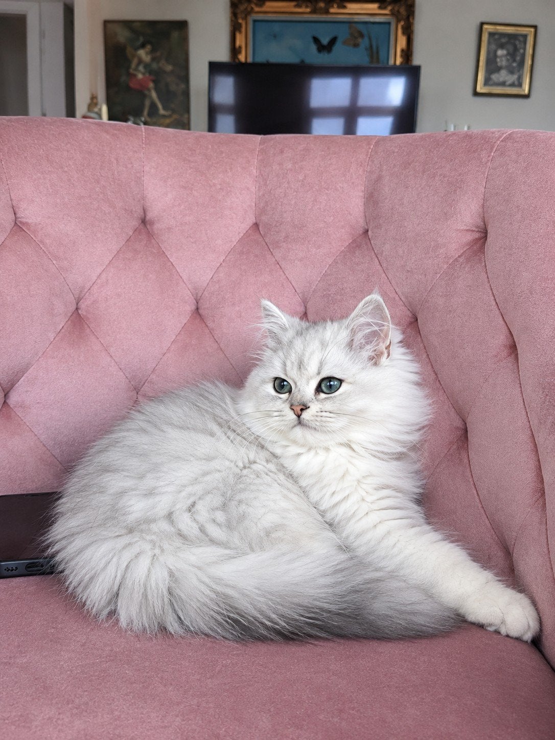 British laanghaar zilver black chinchilla, Dieren en Toebehoren, Kater, Met stamboom, 0 tot 2 jaar