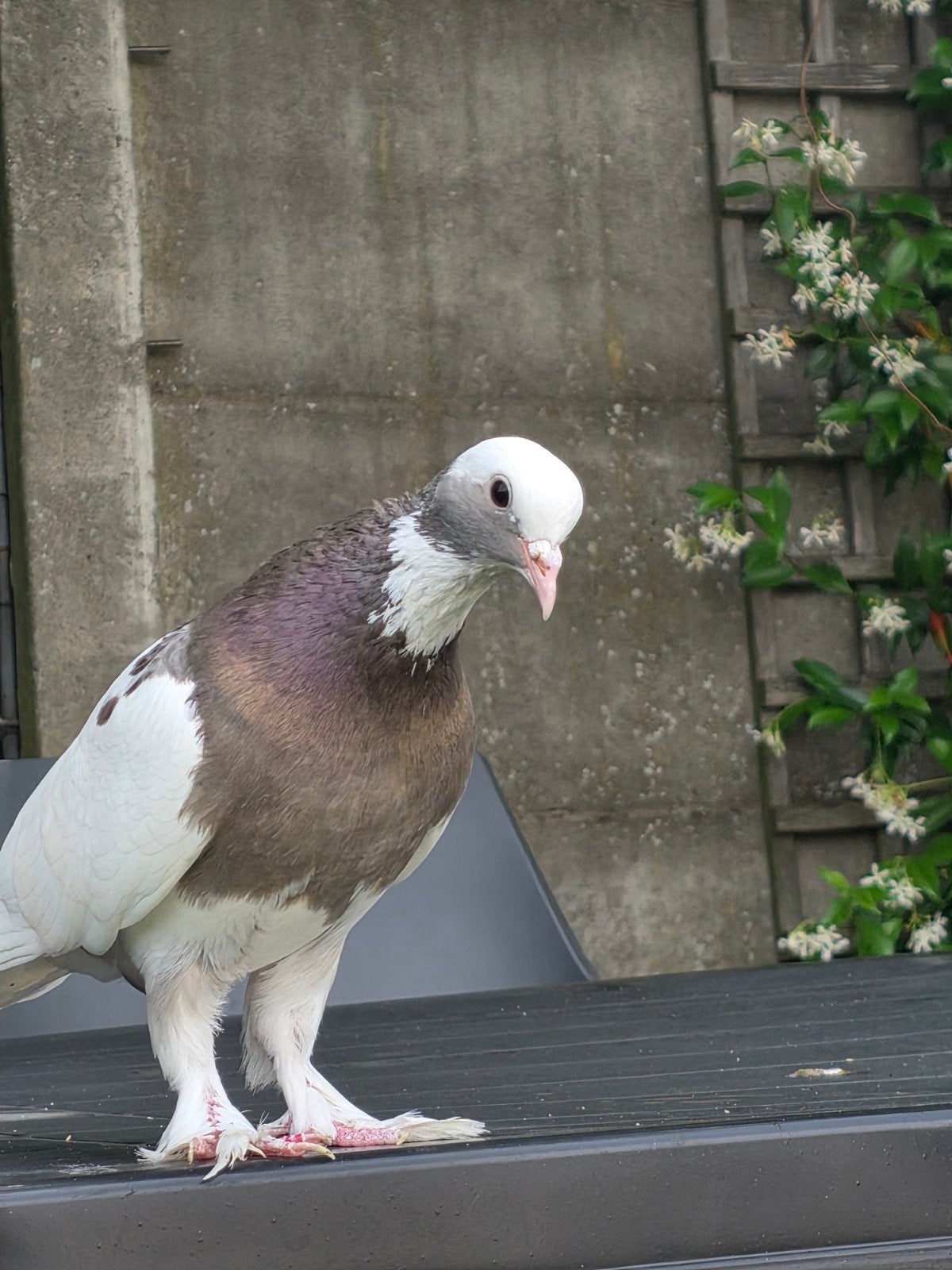 2 toghi ras soror 2bruin, Dieren en Toebehoren