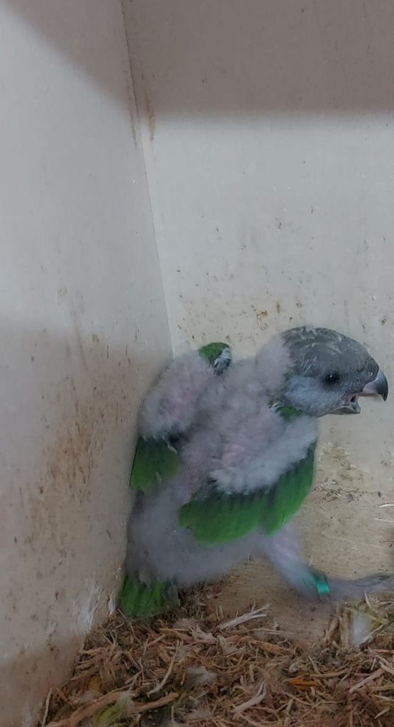 2 jonge bonte boeren, Geslacht onbekend, Papegaai, Geringd