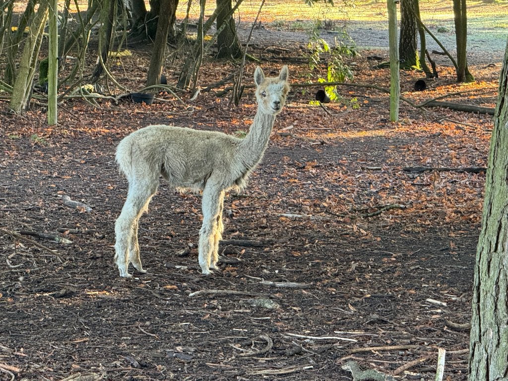 Alpaca hengstjes af te halen, Augustus, Mannelijk