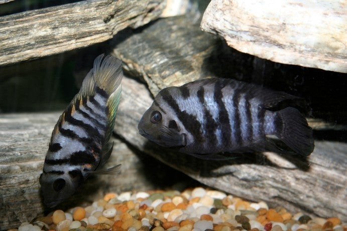 GRATIS  !!! Zebra cichliden convict 10-15 stuks, Dieren en Toebehoren, Vissen | Aquariumvissen