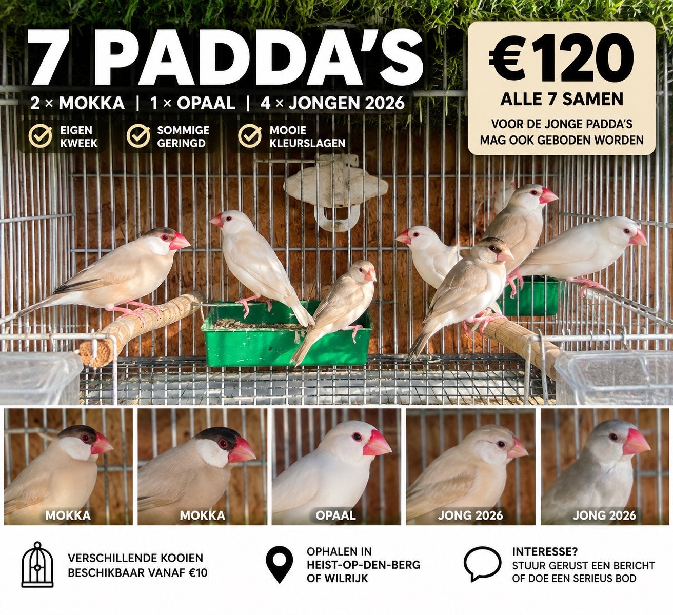 7 Padda’s – Mokka, Opaal & jongen 2026 – Eigen kweek, Dieren en Toebehoren, Vogels | Overige Vogels, Geringd