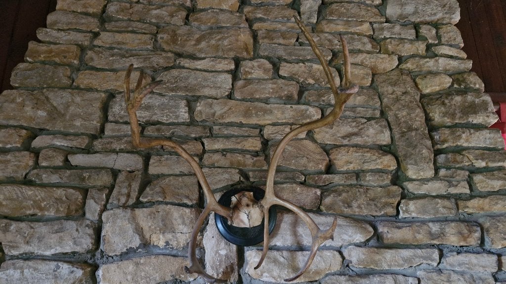 BOIS de CERF, Enlèvement, Comme neuf, Cerf