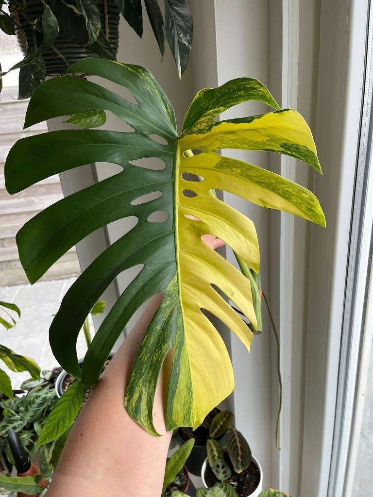 Monstera Aurea Variegated cutting #3, Maison & Meubles, Plantes d'intérieur, Enlèvement