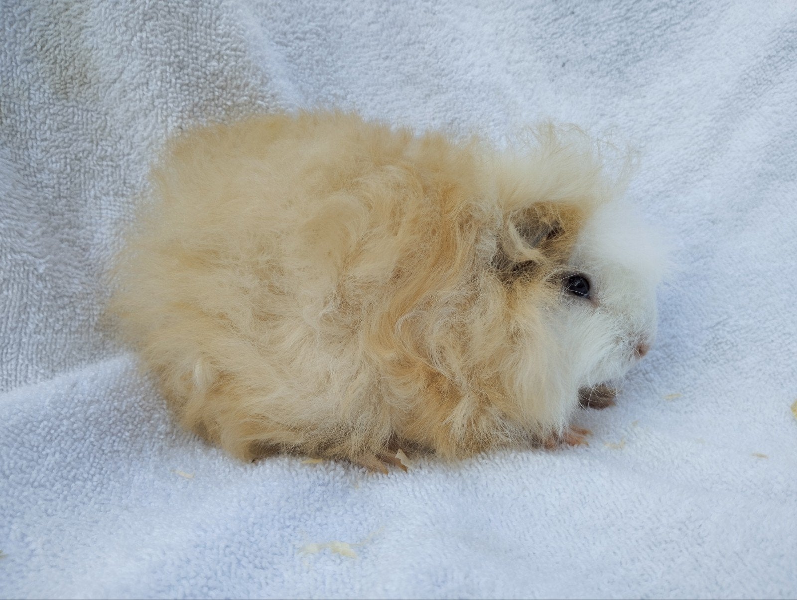 Ch Teddy cavia beertje te koop, Dieren en Toebehoren, Knaagdieren, Juni, Mannelijk, Cavia